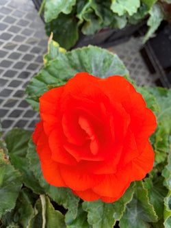 Begonia - Nonstop® Orange