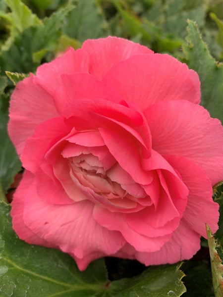 Begonia - Nonstop® Pink