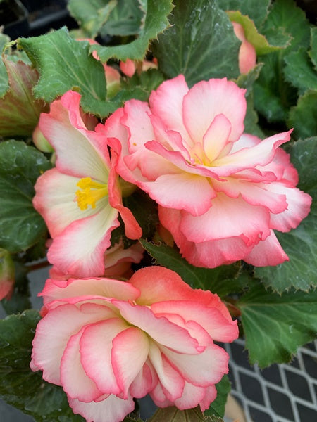 Begonia - Nonstop® Rose Picotee