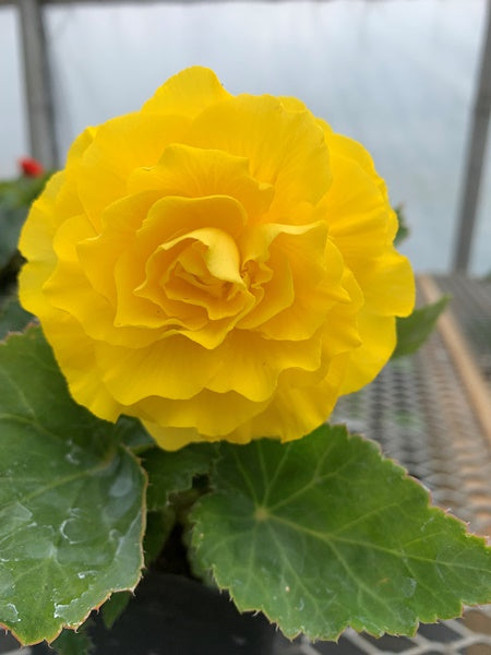 Begonia - Nonstop® Yellow Improved