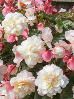 Begonia - Sweetspice Appleblossom