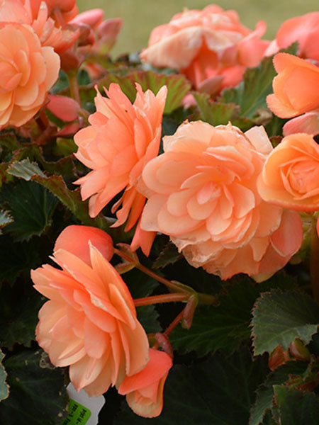 Begonia - Fragrant Falls® Peach
