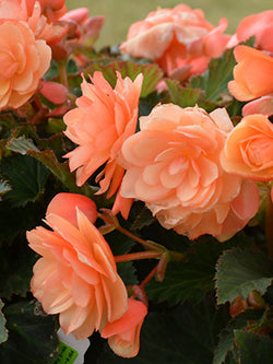 Begonia - Fragrant Falls® Peach