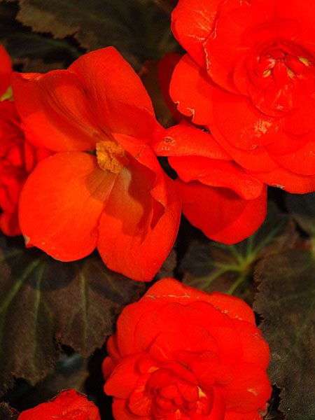 Begonia - Nonstop® Mocca Deep Orange