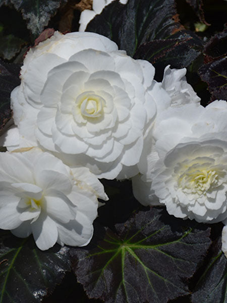 Begonia - Nonstop®Joy Mocca White