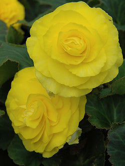 Begonia - Nonstop® Yellow Improved