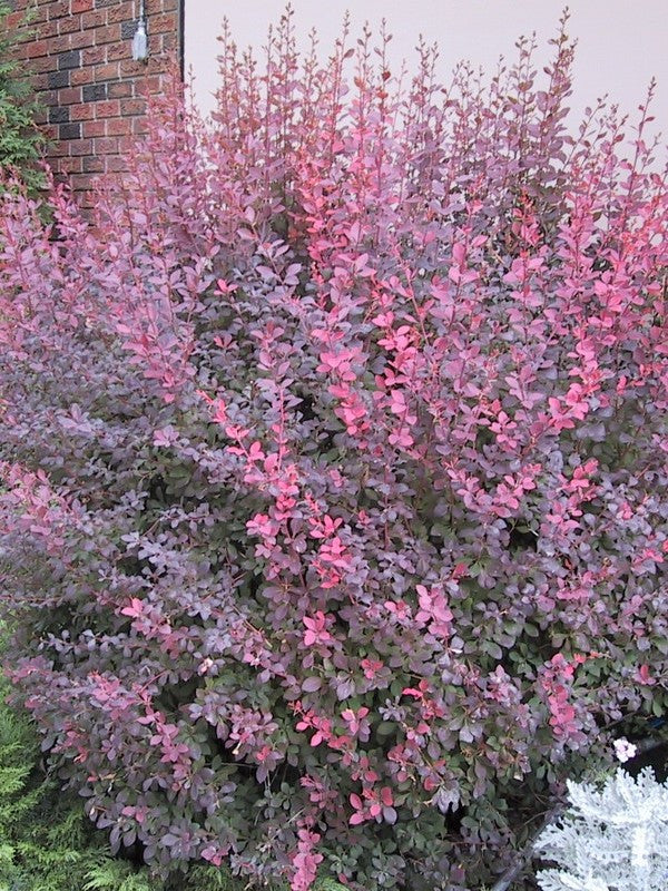 Barberry - Rose Glow - 2 Gallon