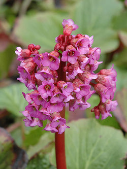 Bergenia - Heartleaf Cordifolia