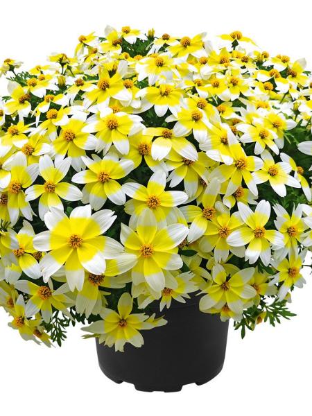 Bidens Spicy Electric White