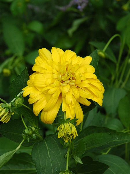 Black-Eyed Susan Goldquelle