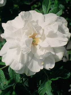 Rose - Blanc De Coubert - 2 Gallon