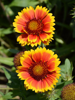 Galillardia - Blanket Flower Arizona Sun