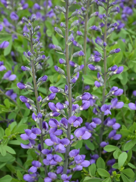 Baptisia Australis Blue False Indigo