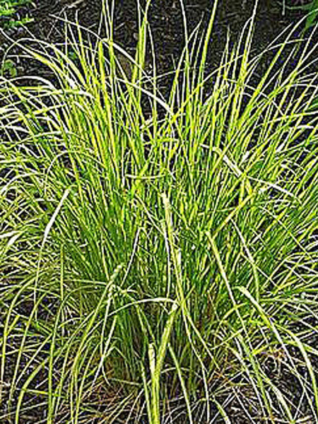Grass - Reed Grass, Eldorado