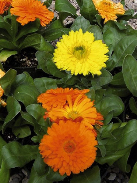 Calendula - Bon Bon Mix