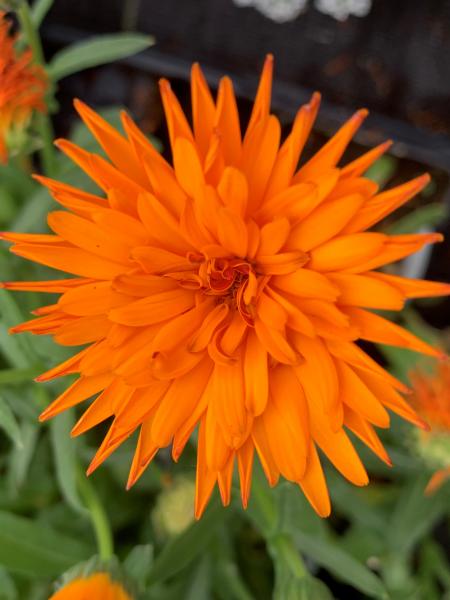 Calendula - Cheers Tangerine