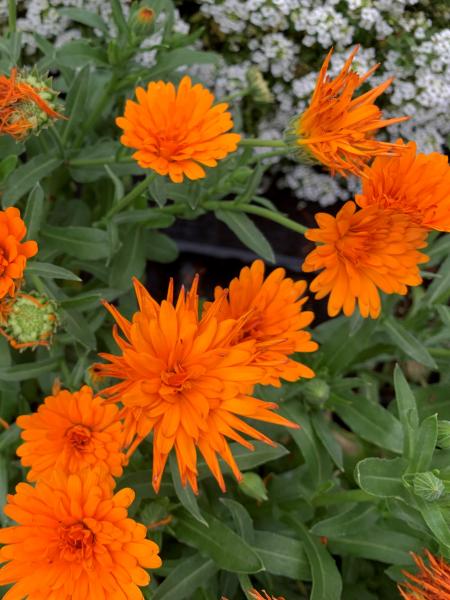Calendula - Cheers Tangerine