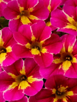 Calibrachoa - Calitastic® Merry Cherry