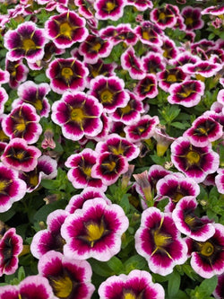 Calibrachoa - Calitastic® Tricolor Pink