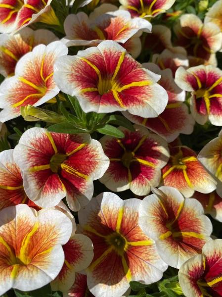 Calibrachoa Calitastic Raspberry Annuals – Page 3 – Calgary Plants