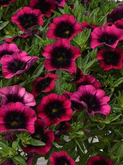 Calibrachoa - Dracula