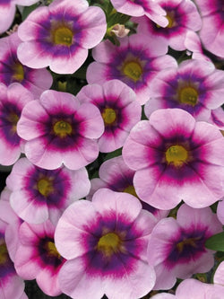 Calibrachoa - Illusion