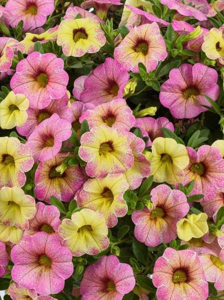 Calibrachoa - Ombre™ Pink