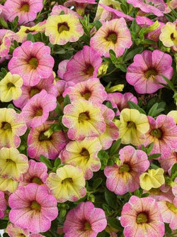 Calibrachoa - Ombre™ Pink