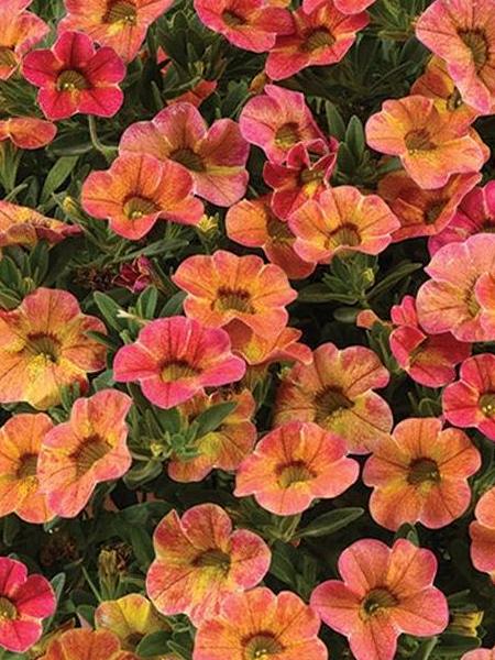 Calibrachoa - Ombre™ Sunrise