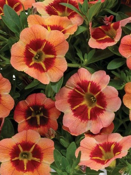 Calibrachoa - TikTok® Orange