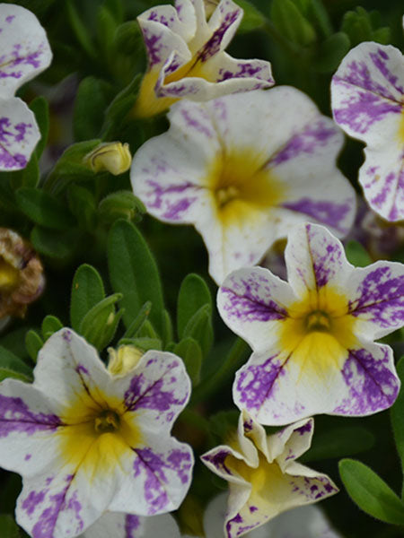 Calibrachoa - Candy Shop™ Grape Splash