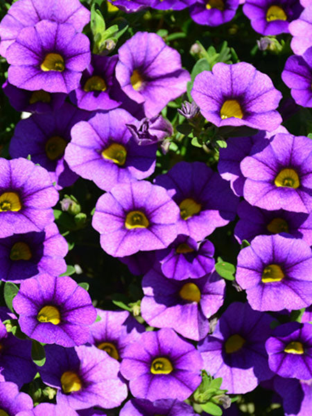 Calibrachoa - Noa® Blue Legend