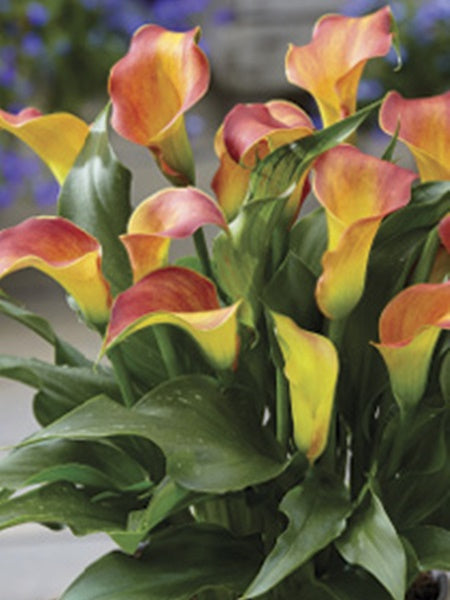 Calla Lily - Captain Lido