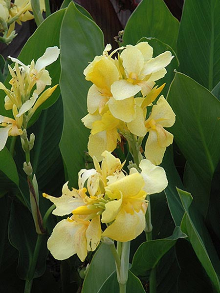 Canna Lily - Cannova® Yellow