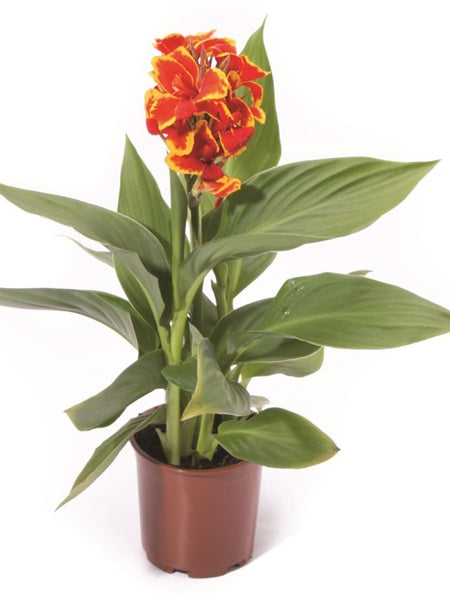 Canna Lily - Cannova® Red Golden Flame