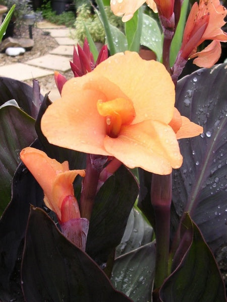 Canna Lily - Bronzeleaf, Louise Cotton