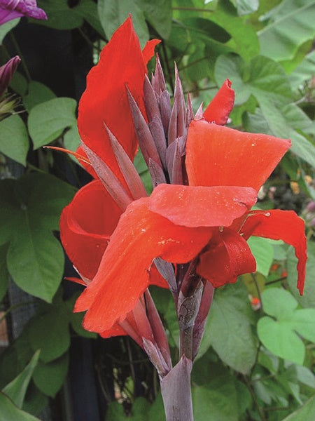 Canna Lily - Bronzeleaf, Black Knight