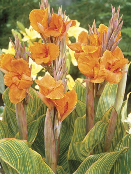 Canna Lily - Variegated Leaf Pretoria