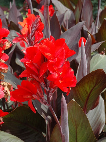 Canna Lily - Cannova® Bronze Leaf Scarlet