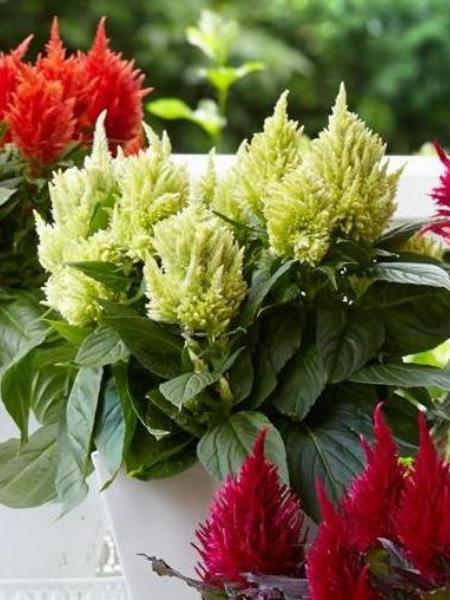 Celosia - Kelos Fire Lime