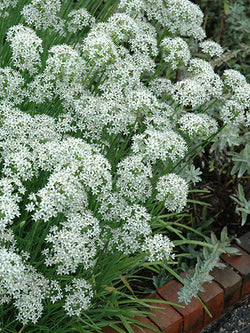 Herb - Chives Garlic