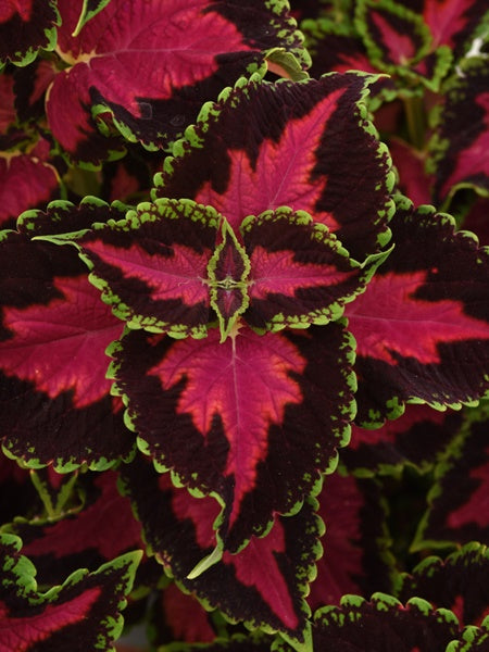 Coleus Ignite Heartbreaker
