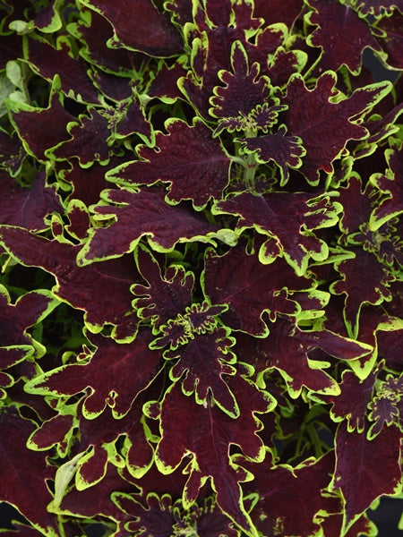 Coleus - Volcanica Limewire