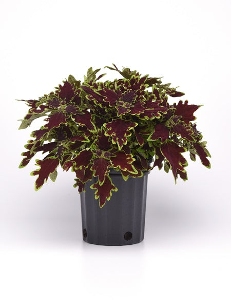 Coleus - Volcanica Limewire