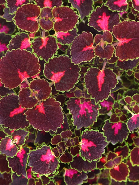 Coleus - Trailblazer™ Road Trip