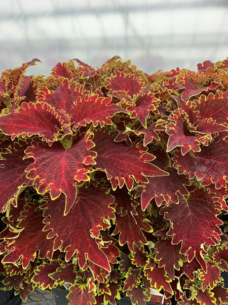 Coleus - Charged Up Vulcan