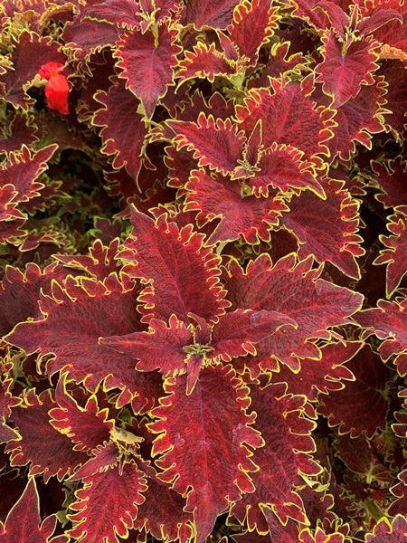 Coleus - Charged Up Vulcan