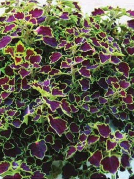 Coleus - Great Falls Niagara