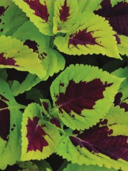 Coleus - Kong Lime Sprite