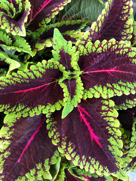 Coleus - Main Street Alligator Alley